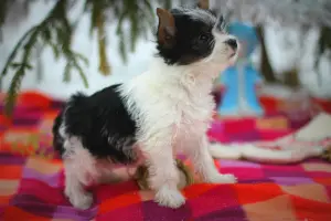 Additional photos: Beaver Yorkshire Terrier. Puppies