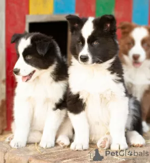 Additional photos: Yakutian Laika puppies (last litter)