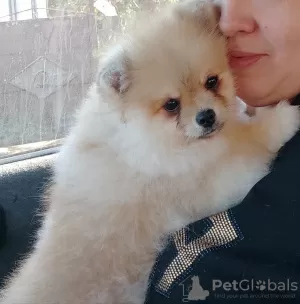 Photo №1. pomeranian - for sale in the city of Krivoy Rog | 1000$ | Announcement № 13901