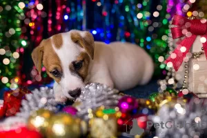 Additional photos: Jack Russell Terrier puppy