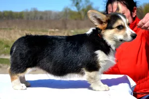 Photo №1. welsh corgi - for sale in the city of Ternopil | 1075$ | Announcement № 6374