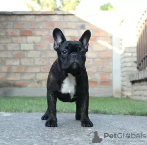 Additional photos: French bulldog puppies