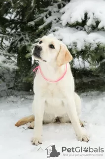 Photo №3. Labrador Retriever puppies. Russian Federation