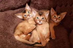 Photo №1. abyssinian cat - for sale in the city of Vilnius | 432$ | Announcement № 855