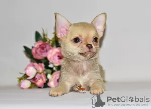 Photo №1. chihuahua - for sale in the city of Москва | 552$ | Announcement № 32609