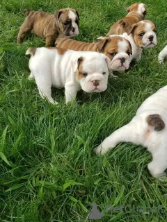 Photo №1. english bulldog - for sale in the city of Антверпен | 317$ | Announcement № 120196