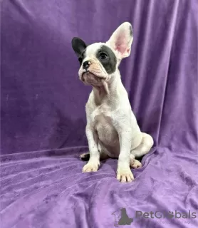 Additional photos: French bulldog puppies