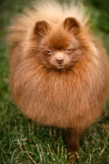 Additional photos: German Spitz brown