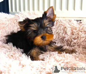 Photo №1. yorkshire terrier - for sale in the city of Daugavpils | Is free | Announcement № 120818