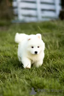 Photo №1. samoyed dog - for sale in the city of Kalisz | 1004$ | Announcement № 64557