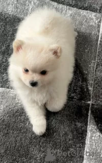 Photo №2 to announcement № 114236 for the sale of pomeranian - buy in Australia 