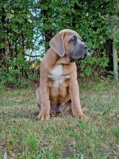 Photo №4. I will sell cane corso in the city of Michów. breeder - price - 1057$