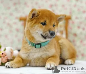 Additional photos: Shiba inu. Puppies