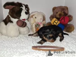 Additional photos: Beautiful Pedigree Yorkshire Terrier Pups