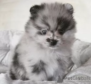 Photo №1. pomeranian - for sale in the city of Ньюарк | 300$ | Announcement № 107213