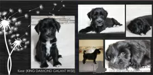 Additional photos: Tibetan terrier puppies.