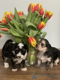 Photo №3. Puppies of a Chinese crested dog. Russian Federation