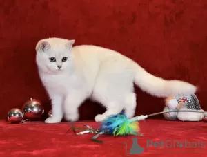 Photo №2 to announcement № 128493 for the sale of british shorthair - buy in Latvia breeder