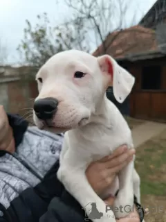 Additional photos: Great Dane Puppies