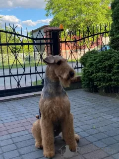 Additional photos: Airedale Terrier ZkwP/FCI puppy - female and male