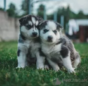 Photo №1. siberian husky - for sale in the city of Gruyères | Is free | Announcement № 129165