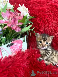 Additional photos: Bengal kittens