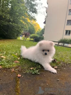 Photo №1. pomeranian - for sale in the city of Lausanne | 1902$ | Announcement № 63679