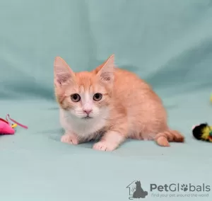 Additional photos: Kitten Zlata - red baby sunshine is looking for a home!