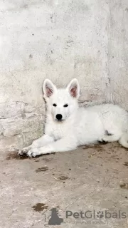 Additional photos: Long-haired Swiss Shepherd male puppies