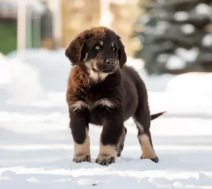 Photo №3. Hotosho / Buryat-Mongol Wolfhound puppies from the best representatives of the. Russian Federation