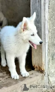 Photo №3. Long-haired Swiss Shepherd male puppies. Serbia