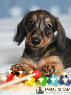 Photo №1. dachshund - for sale in the city of Minsk | 800$ | Announcement № 111080