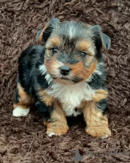 Photo №1. yorkshire terrier - for sale in the city of Switzerland | 282$ | Announcement № 129056