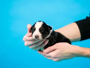 Additional photos: Australian Shepherd puppies for sale