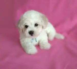 Photo №2 to announcement № 1623 for the sale of bichon frise - buy in Russian Federation breeder