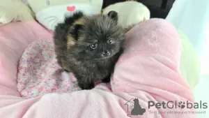 Additional photos: Rare exotic color of gorgeous Pomeranian boys