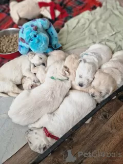 Photo №3. Golden Retriever Puppies. United Kingdom