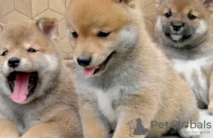 Photo №1. shiba inu - for sale in the city of Berlin | negotiated | Announcement № 101608