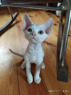 Photo №1. devon rex - for sale in the city of Minsk | 565$ | Announcement № 7175