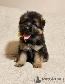 Photo №3. Long Haired German Shepherd - PUPPIES FCI. Poland