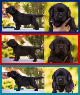 Additional photos: Gorgeous labrador retriever pups FCI