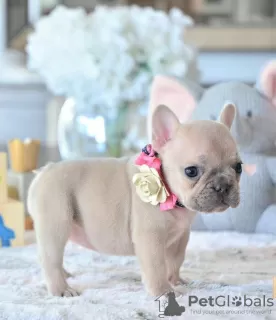 Photo №2 to announcement № 125619 for the sale of french bulldog - buy in United Kingdom 