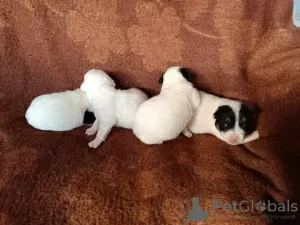 Additional photos: Jack Russell Terriers