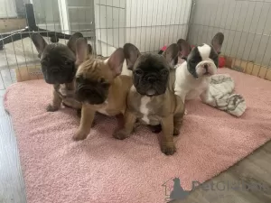 Photo №1. french bulldog - for sale in the city of Флорида Сити | 400$ | Announcement № 76628