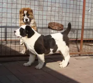 Photo №3. Promising puppies alabay with documents FCI.. Ukraine