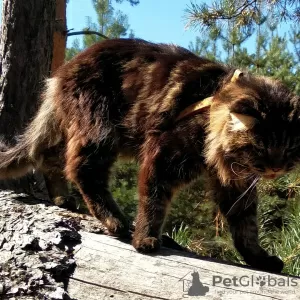 Additional photos: Maine Coon cat