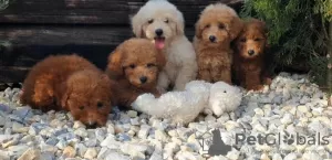 Additional photos: Poodle and Maltipoo puppies