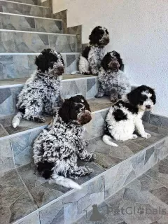 Additional photos: Lagotto Romagnolo puppies