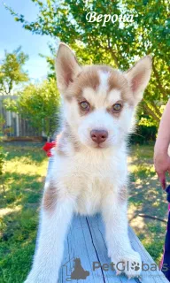 Additional photos: Children Siberian husky