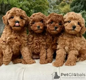 Photo №1. poodle (toy) - for sale in the city of Эспоо | negotiated | Announcement № 123686